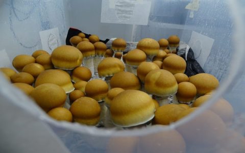 Best farming spots for lump of myconid flesh (Get more of this item with these easy pro tips)