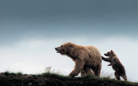 Thinking about a grizzly bear skin? Here is what you must know before you decide to buy.